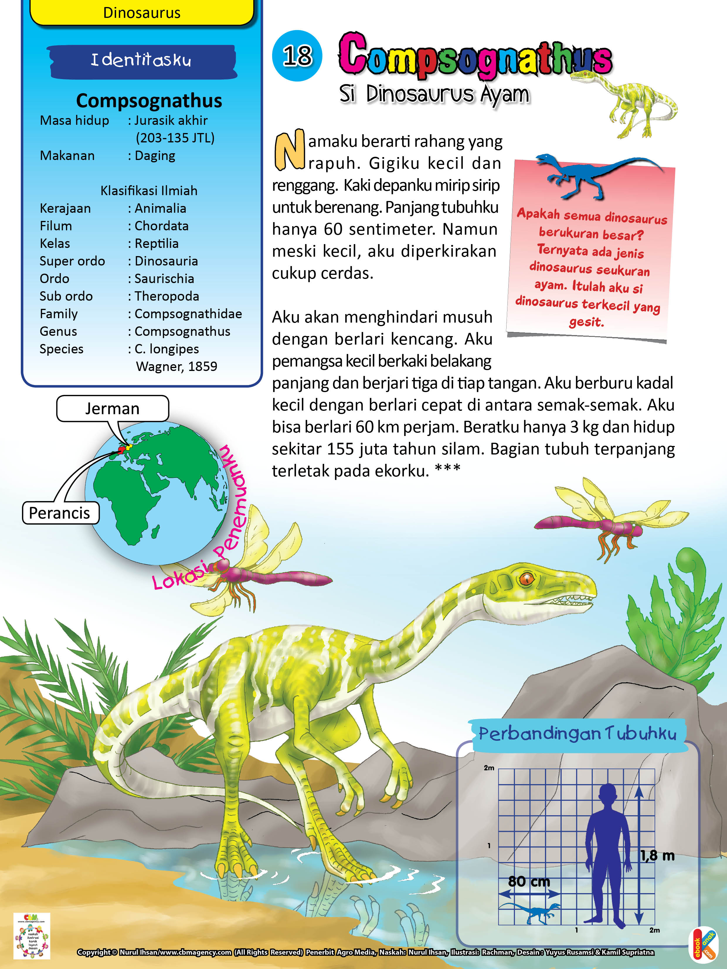 Dinosaurus compsognathus berukuran 60 cm