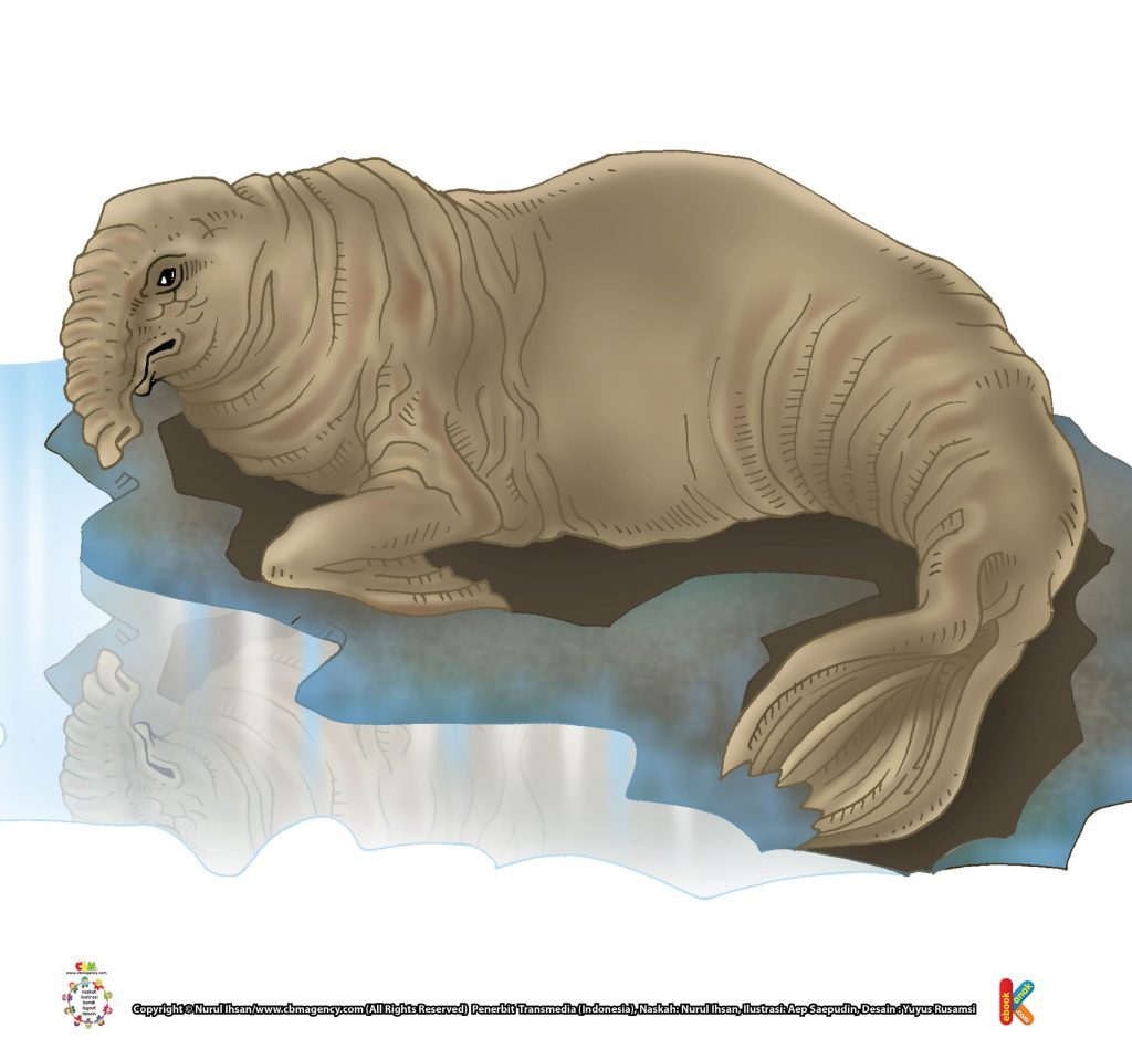 ilustrasi-anjing-laut-gajah-selatan