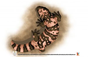 kadal gila monster menyimpan lemak di tubuhnya, terutama pada bagian ekor.