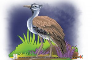 Burung Kori Bustard, Burung Terberat di Dunia