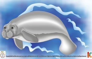 Dugong, Ikan yang Suka Menyapa dengan Ciuman