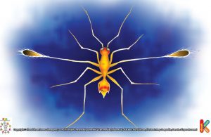 Lalat Peri Serangga Terkecil Dunia