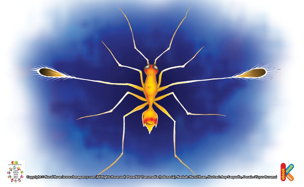 Lalat Peri Serangga Terkecil Dunia