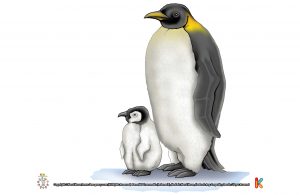 Penguin Kaisar, Penguin Terbesar di Dunia