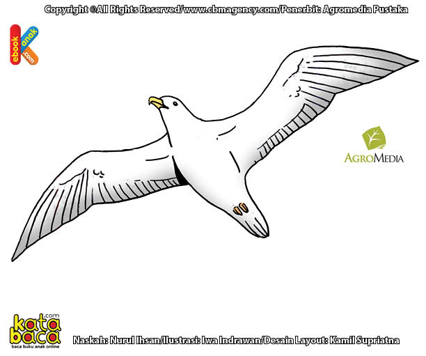 Albatros Burung Bersayap Terpanjang