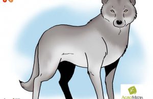 Serigala Abu-Abu Anjing Liar Terbesar di Dunia yang Suka Berburu Berkelompok