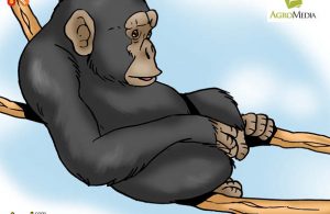 Simpanse Kera Paling Cerdas di Dunia yang Suka Melempar Batu