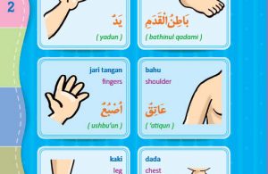 download gratis ebook pdf kamus bergambar 3 bahasa indonesia, inggris, arab tubuh manusia 2