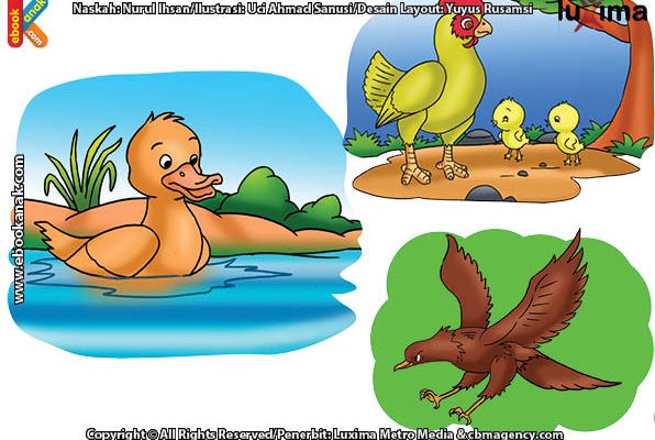 ilustrasi rahasia keajaiban makhluk hidup, Kenapa Bulu Bebek Tidak Basah Ketika Berenang