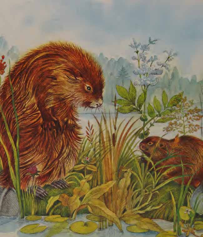 Apakah Perbedaan dan Persamaan Antara Otter dan Beaver