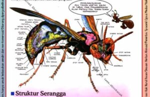 Ebook Legal dan Printable Aku Anak Cerdas Serangga dan Tumbuhan 1, Keajaiban Tubuh Serangga (7)
