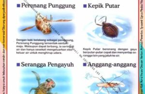 Ebook Legal dan Printable Aku Anak Cerdas Serangga dan Tumbuhan 1, Penghuni Perairan (16)
