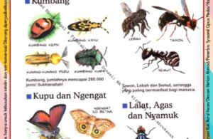 Ebook Legal dan Printable Aku Anak Cerdas Serangga dan Tumbuhan 1, Ratusan Ribu Jenis Serangga (20)