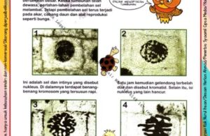 Ebook Legal dan Printable Aku Anak Cerdas Serangga dan Tumbuhan 2, Proses Pembelahan Sel (24)