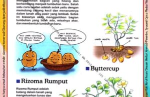 Ebook Legal dan Printable Aku Anak Cerdas Serangga dan Tumbuhan 2, Rizoma Rumput (14)