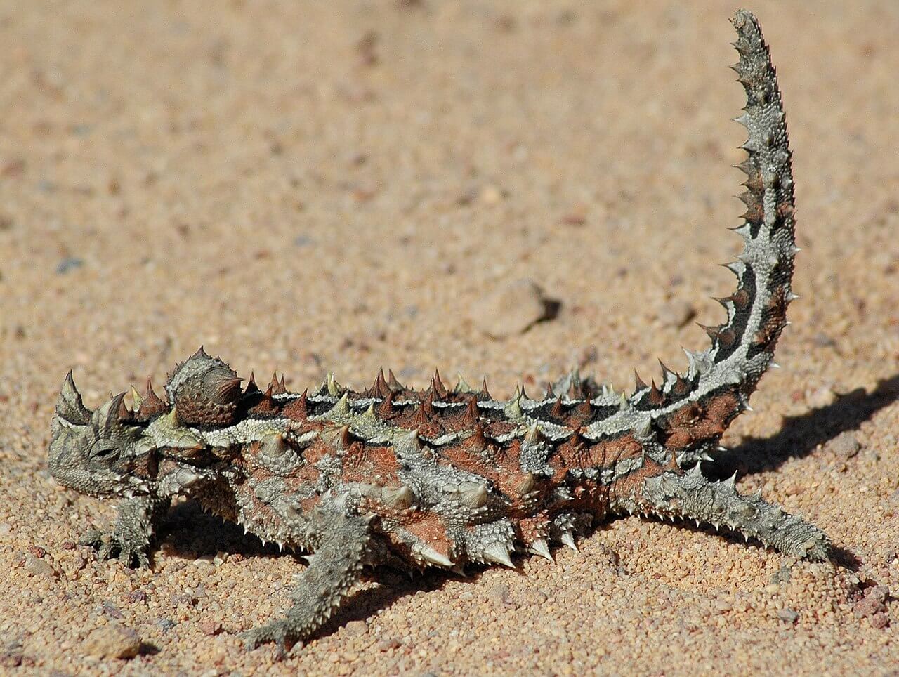 Thorny devil (wikipedia.org)