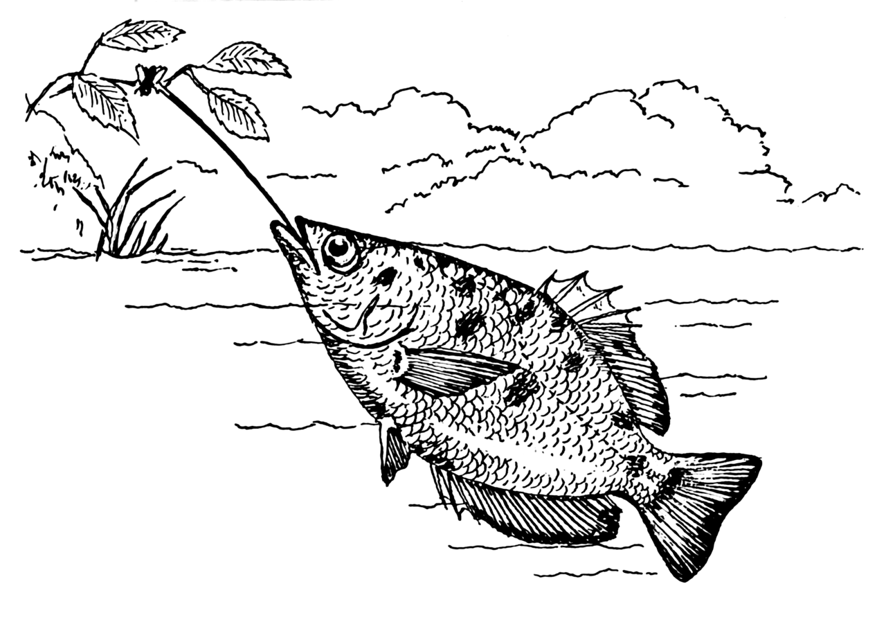 Ikan sumpit sedang menyemprotkan air ke arah seekor serangga di atas dahan pohon. (wikipedia.org)
