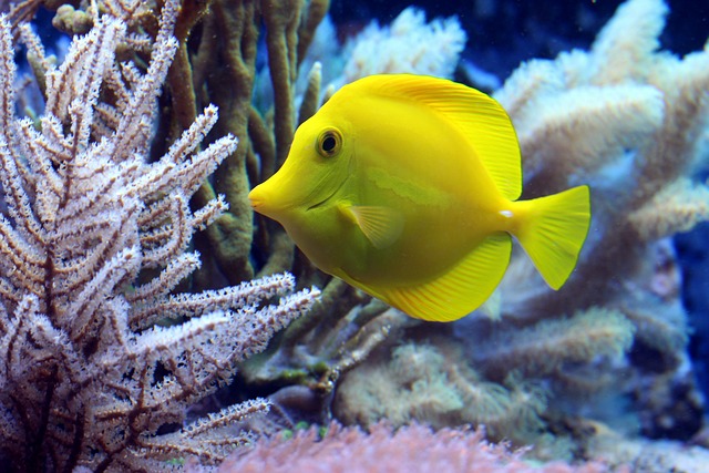 ikan karang (pixabay)