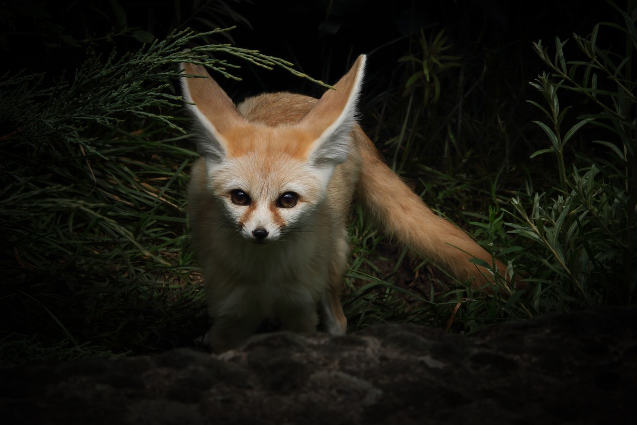 Rubah fennec termasuk hewan nocturnal yang aktif di malam hari. (Foto: pixabay)