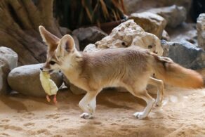 Rubah fennec termasuk hewan nocturnal yang aktif di malam hari. (Foto: pixabay)