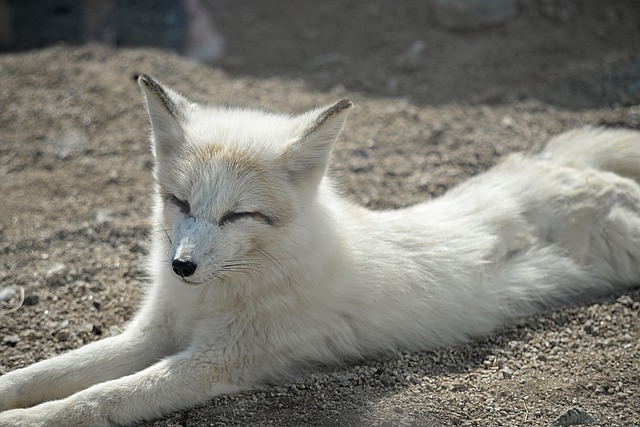 Rubah fennec termasuk hewan nocturnal yang aktif di malam hari. (Foto: pixabay)