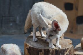 Rubah fennec termasuk hewan nocturnal yang aktif di malam hari. (Foto: pixabay)