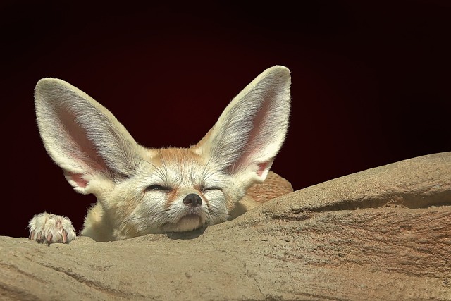 Rubah fennec termasuk hewan nocturnal yang aktif di malam hari. (Foto: pixabay)