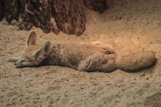 Rubah fennec termasuk hewan nocturnal yang aktif di malam hari. (Foto: pixabay)