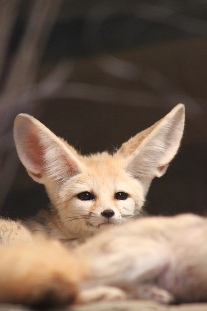 Rubah fennec aktif berkegiatan di malam hari. (Foto: pixabay)