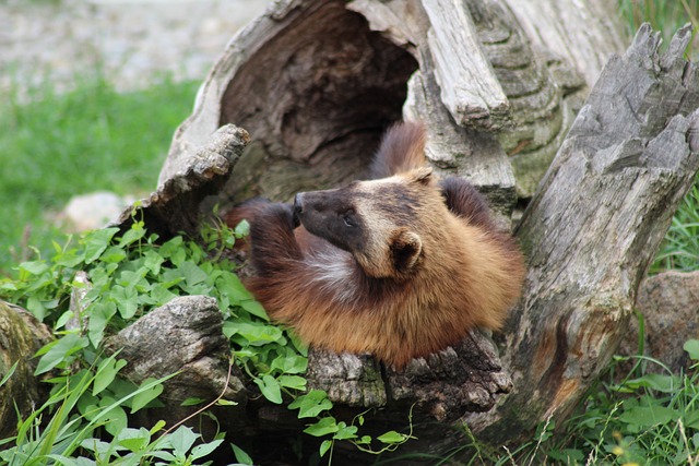 Wolverine memiliki kebiasaan unik mengubur makanan di tanah atau di salju. (Foto: pixabay)